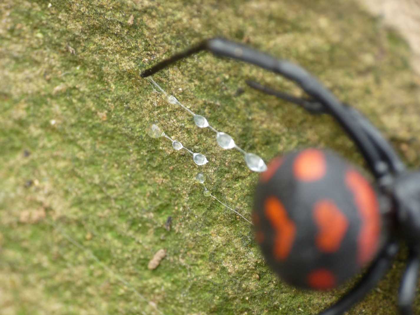 Latrodectus nel Lazio